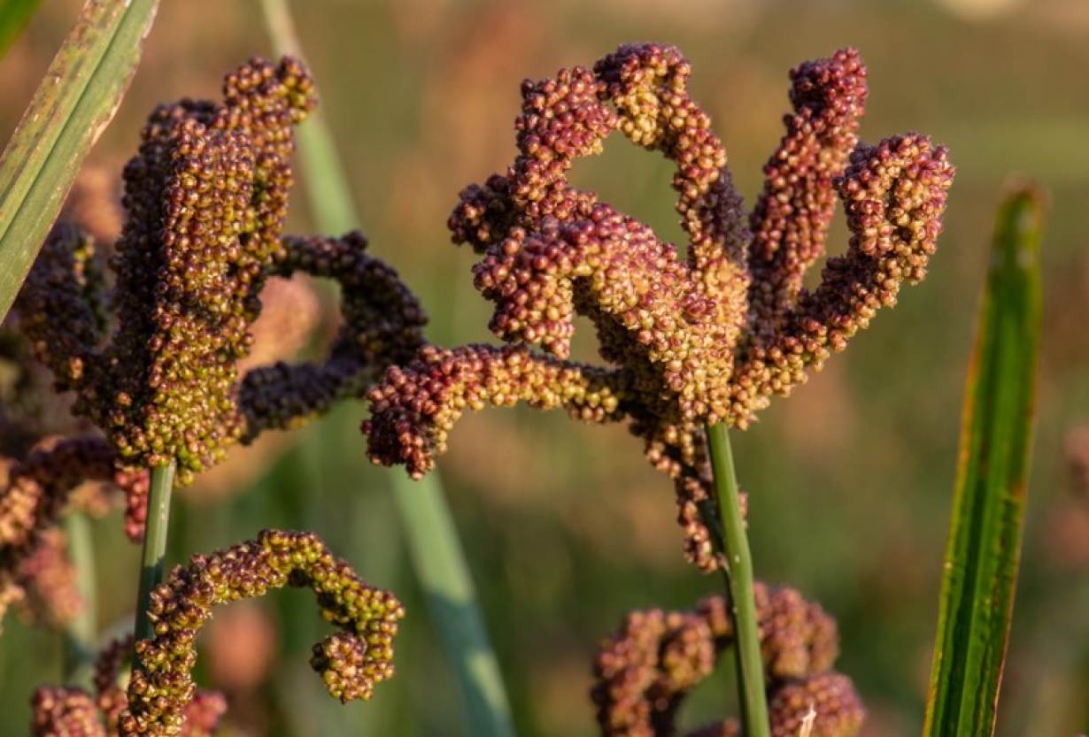 finger-millet-crop