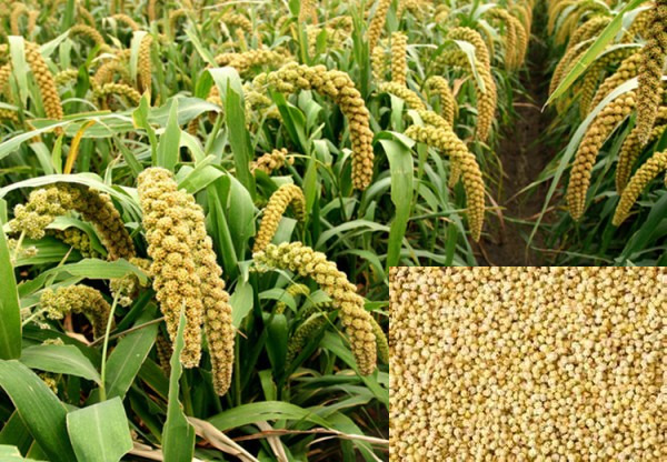 Foxtail Millet Farming