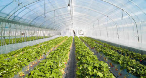 Latest trends in Greenhouse technology