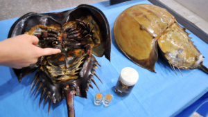 Blue Blood of Horseshoe Crab