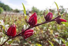 Organic Gongura