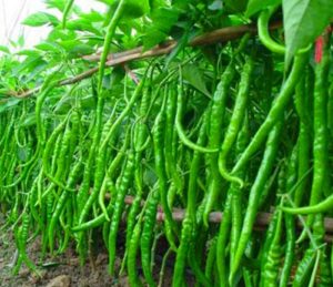 Green Chilli Farming