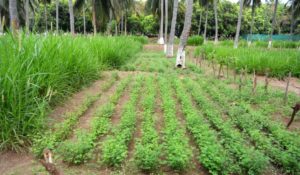 Integrated Farming System