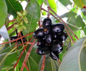 Jamun Cultivation