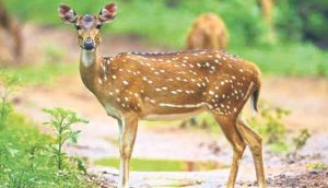 Forest Deer