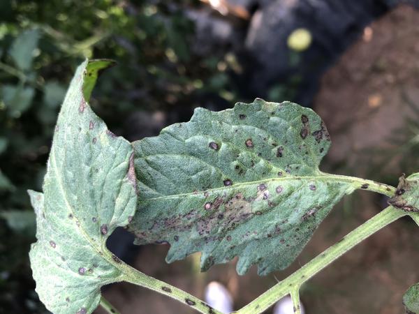 Leaf Spot of Tomato