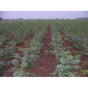 River Tamarind Planting