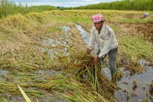 farmers crop loss