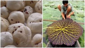 Makhana Farming