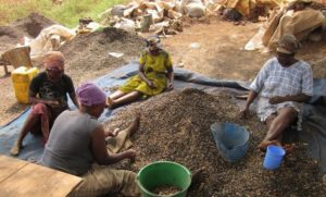 Palm Kernel Cake