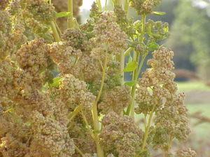 Quinoa Crop