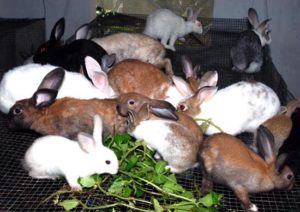 Rabbit Farming, Rearing