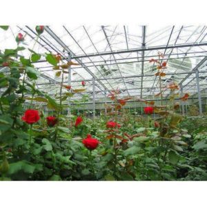 Rose Cultivation in Poly House