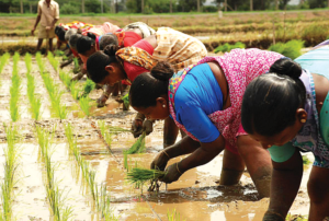 AP Organic Farming