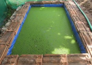 Azolla Preparation