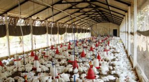 Broiler Chicken Farming in India