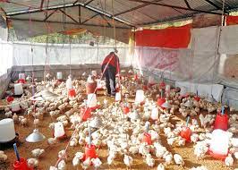 Broiler Chicken Farming