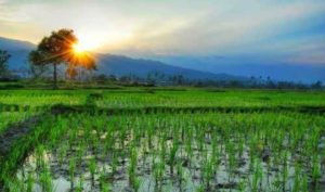 SRI Method of Paddy Cultivation