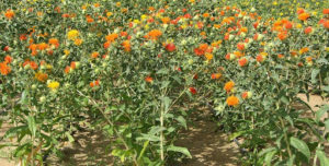 Safflower Cultivation