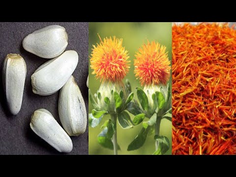 Safflower Plant