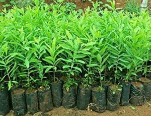 Sri Gandham Plants