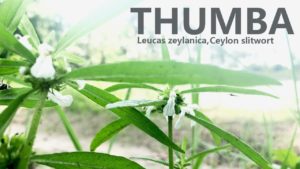 Thumba Plant has a Huge role in Ayurvedic Medicines