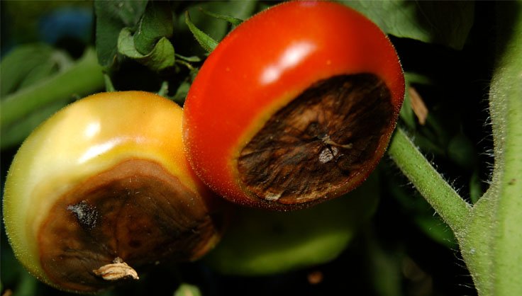 Tomato Blossom End Rot