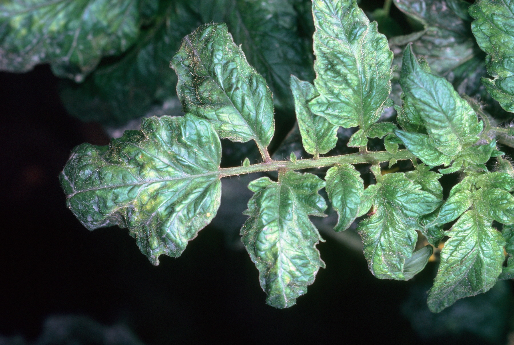 Tomato Mosaic Virus