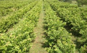 Guava Cultivation