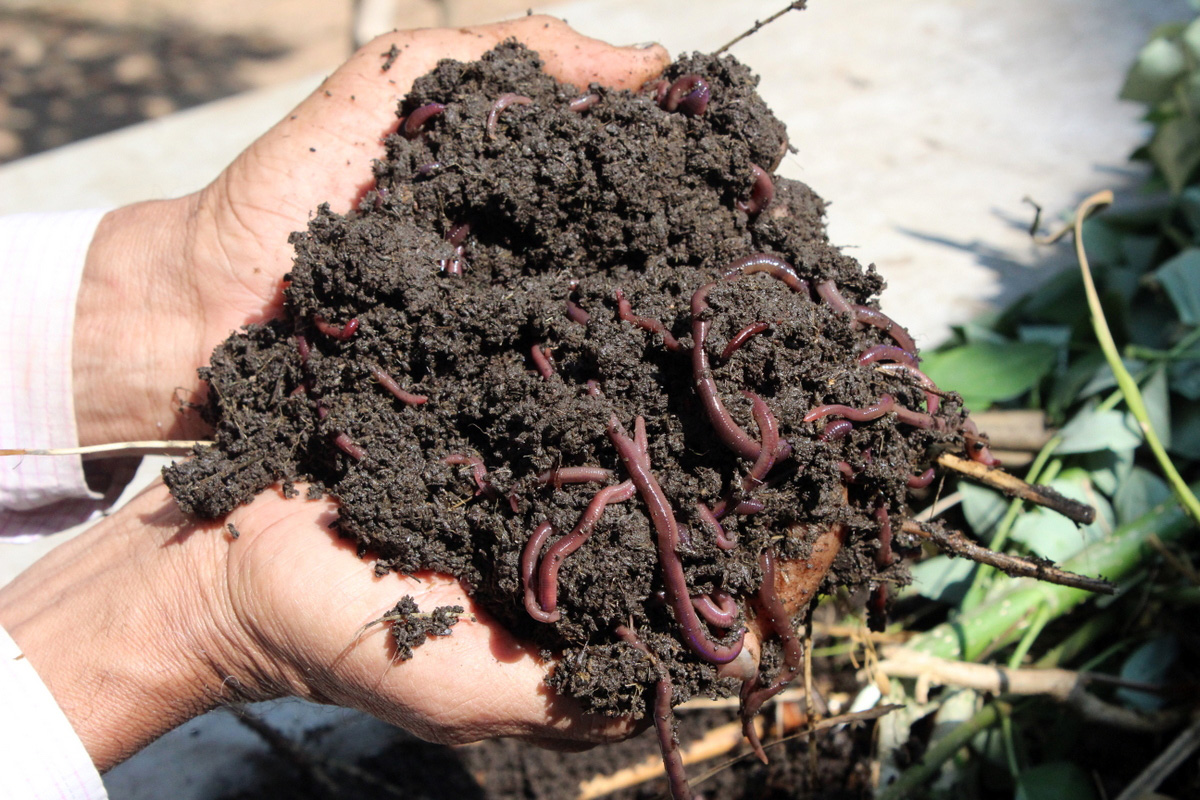 How to Make Vermicompost