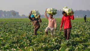 Agricultural Farmers