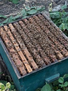 Organic Honey Farming