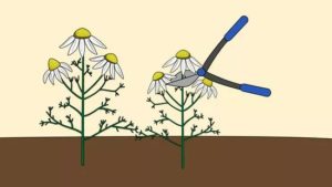 Chamomile Cultivation