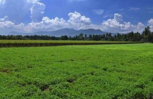 Telangana Farming Land