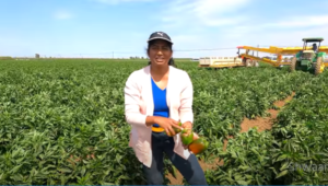 Bell Pepper Farming in USA