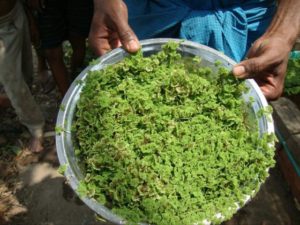 what is Azolla