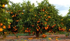 Orange Farming in India