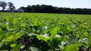 Soya Bean Cultivation