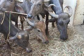 Buffalo Farming 