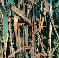 Wheat Stem Rust