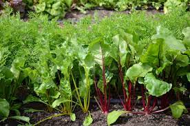 Beetroot Cultivation 