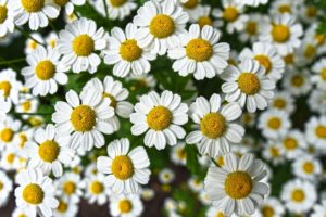 Chamomile 