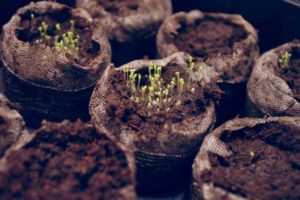 Chamomile Germination