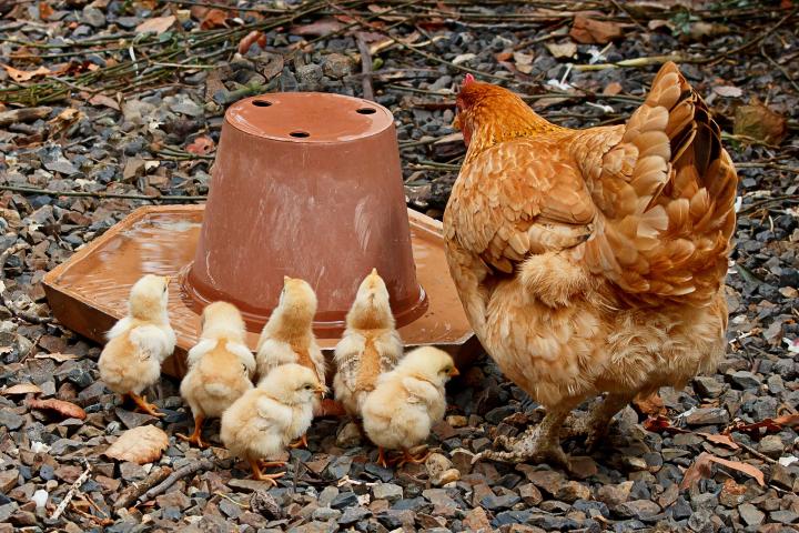 Caring for Baby Chicks