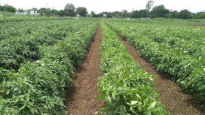 Chilli Farming