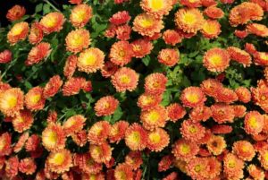 Chamomile Flower Cultivation