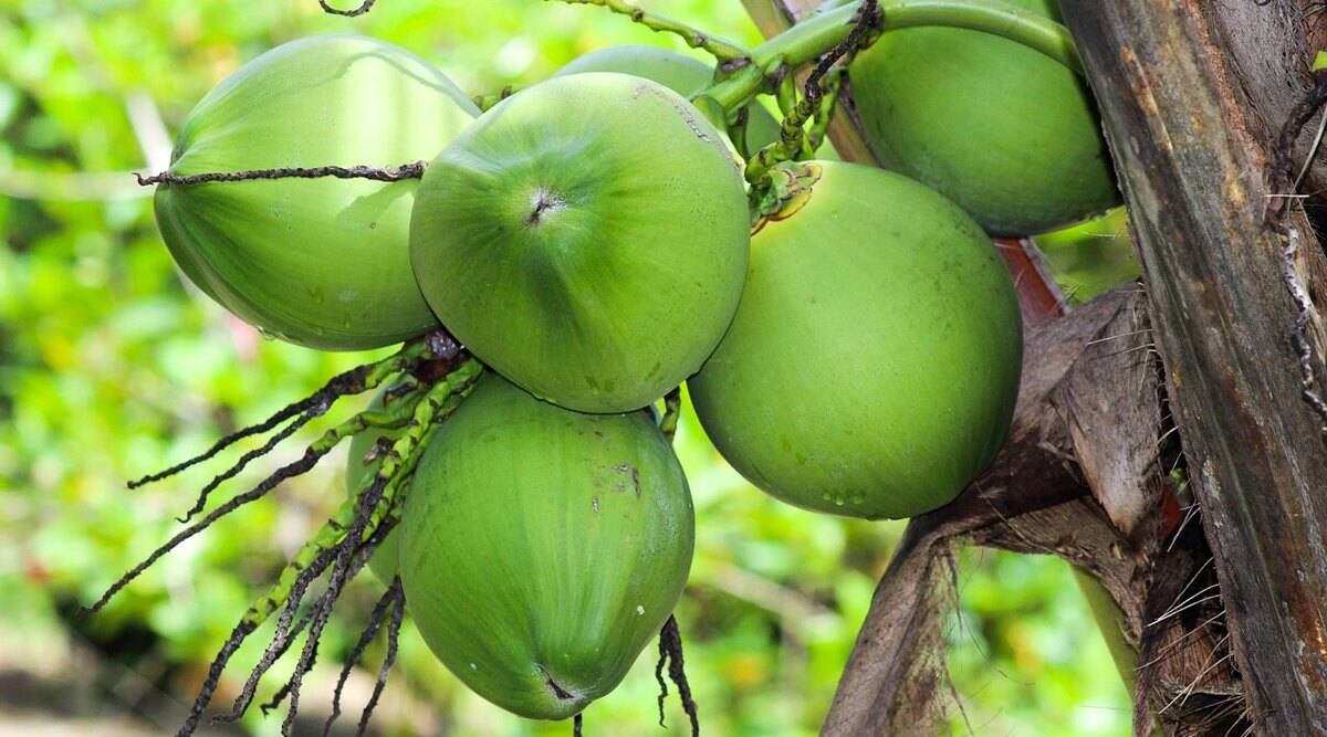 Coconut - Cocoa Crops