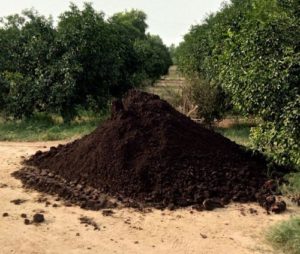 Cow Dung Manure