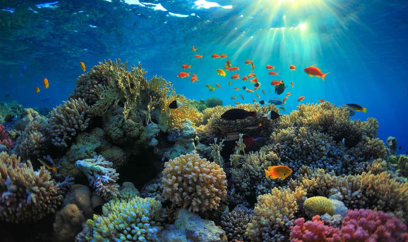 Coral reef degradation