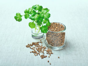 Benefits of Coriander